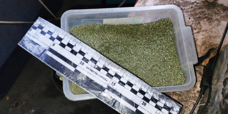 На Миколаївщині знайшли канабіс у 68-річного чоловіка – каже, вирощував для власних потреб (ФОТО)