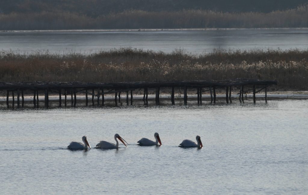 На Тилігульському лимані в Одеській області зупинилися кучеряві пелікани (ФОТО) 3