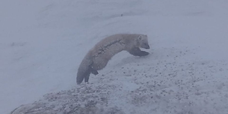 У Карпатах справжня зима: туристів просять не ходити в гори
