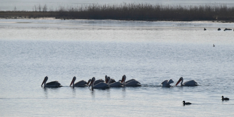 На Тилігульському лимані в Одеській області зупинилися кучеряві пелікани (ФОТО)
