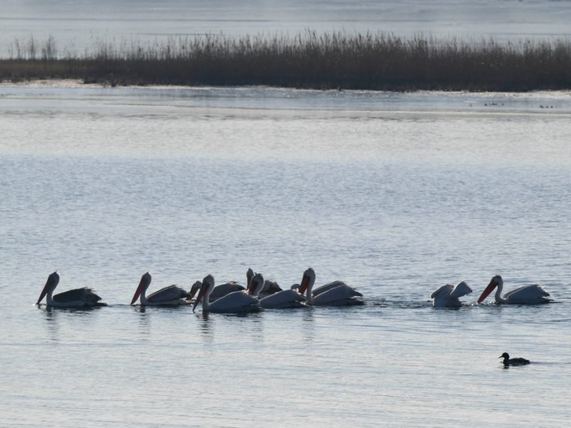 На Тилігульському лимані в Одеській області зупинилися кучеряві пелікани (ФОТО)