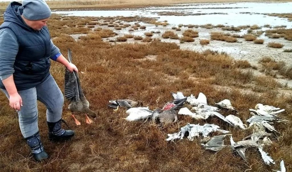 В "Тузлівських лиманах" масова загибель птахів, міндовкіля звернулось в Генпрокуратуру (ФОТО) 3