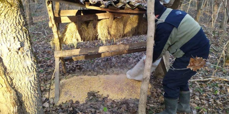 Не забули про братів менших: в НПП «Бузький Гард» на Миколаївщині підгодували диких тварин (ФОТО)