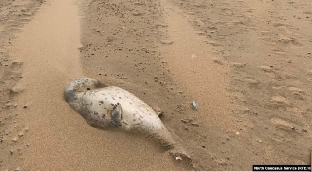 На узбережжі Каспійського моря виявили 700 мертвих тюленів (ВІДЕО) 1