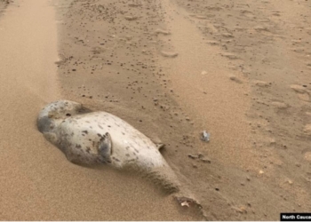 На узбережжі Каспійського моря виявили 700 мертвих тюленів (ВІДЕО)