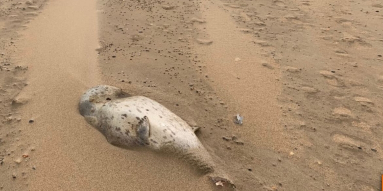 На узбережжі Каспійського моря виявили 700 мертвих тюленів (ВІДЕО)