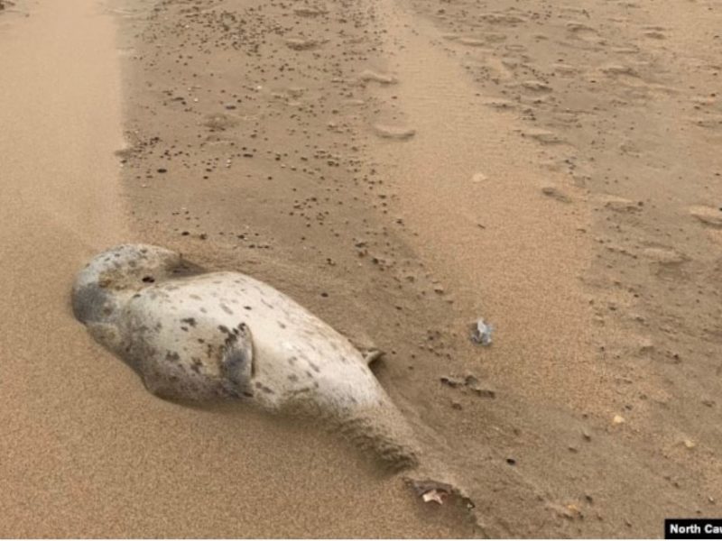 На узбережжі Каспійського моря виявили 700 мертвих тюленів (ВІДЕО)