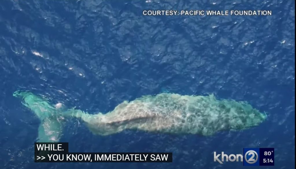 Сила і стійкість. Самка горбатого кита проплила близько 5 тис. км із зламаним хребтом (ВІДЕО) 1