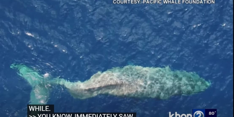 Сила і стійкість. Самка горбатого кита проплила близько 5 тис. км із зламаним хребтом (ВІДЕО)