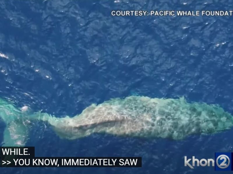 Сила і стійкість. Самка горбатого кита проплила близько 5 тис. км із зламаним хребтом (ВІДЕО)