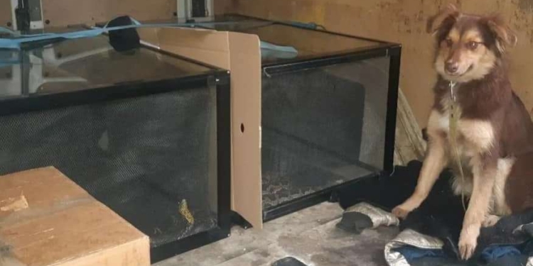 Зоозахисники евакуювали з Херсона змій, нурію і єнотовидного собаку (ФОТО)