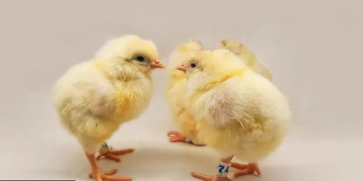 Нова технологія врятує від смерті мільярди курчат – будуть народжуватися тільки “дівчатка”