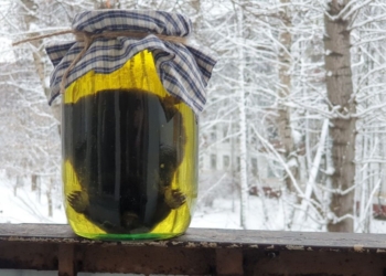 “Роспотребнадзор” рекомендував не пити кротовуху – бо в рф п’ють настоянку на кротах (ФОТО)