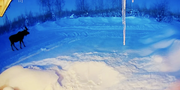 На Алясці лось вийшов на околицю міста і скинув роги просто на порозі будинку (ВІДЕО)