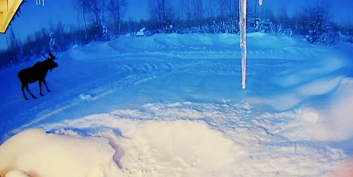 На Алясці лось вийшов на околицю міста і скинув роги просто на порозі будинку (ВІДЕО)