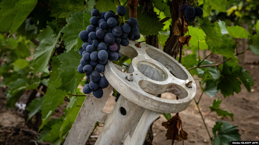 «Пограбовані та знищені» - така доля виноробень півдня України (ВІДЕО) 6