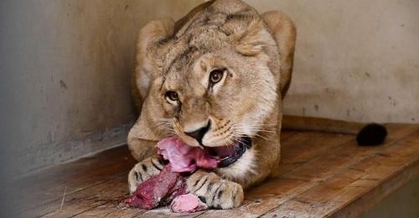 Три левиці, евакуйовані з Харківщини, знайшли собі нову оселю в Данії (ВІДЕО)