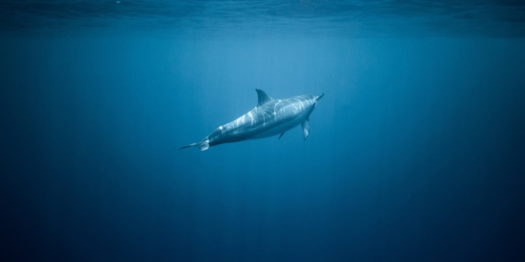 Європейські вчені розвіяли популярний міф про дельфінів-афалін