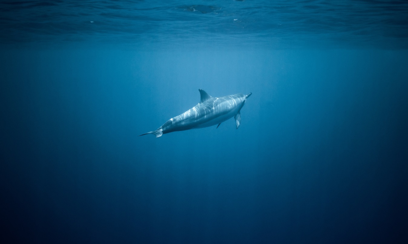 Європейські вчені розвіяли популярний міф про дельфінів-афалін