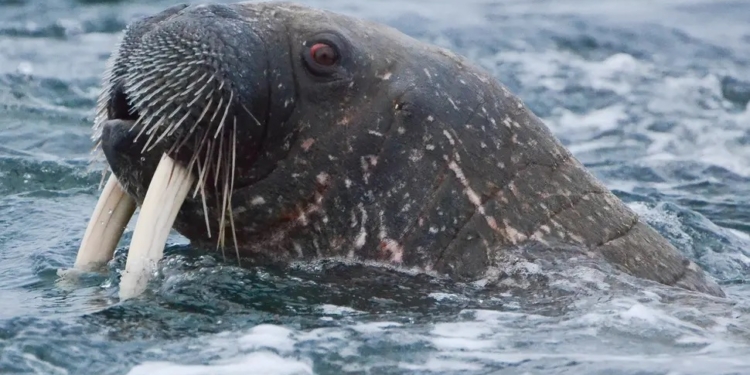 В одному з міст Британії скасували новорічний феєрверк через моржа