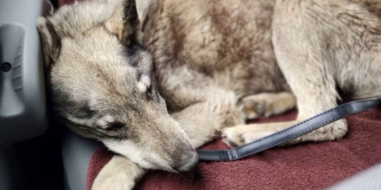 Українські піхотинці врятували під Бахмутом молоду вовчицю (ФОТО)