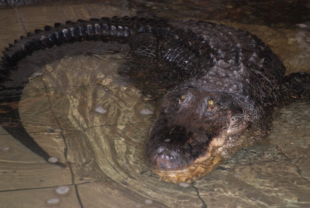 У Миколаївському зоопарку помер довгожитель, який прожив тут більше 70 років, – алігатор Вася (ФОТО) 1