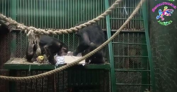Всі люблять подарунки. І шимпанзе у Миколаївському зоопарку – не виключення (ВІДЕО)