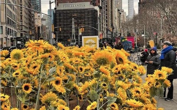 У Нью-Йорку висадили 335 соняшників на підтримку України (ВІДЕО)