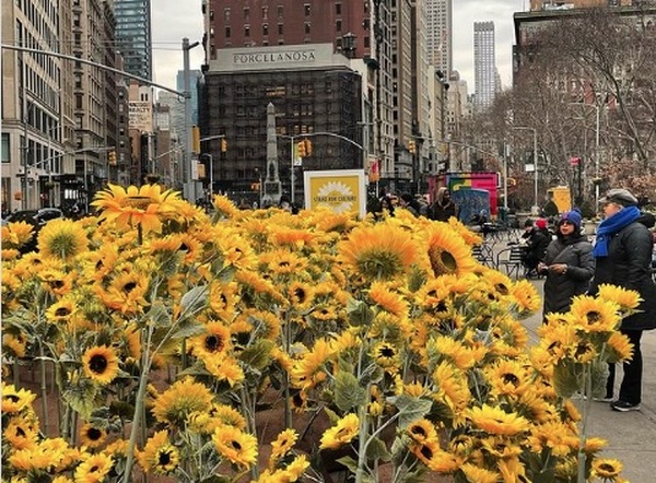 У Нью-Йорку висадили 335 соняшників на підтримку України (ВІДЕО)