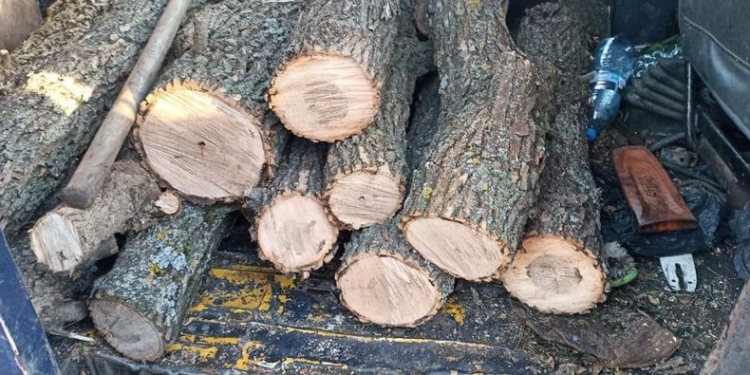 На Миколаївщині справа «чорного лісоруба», який незаконно порубав ясени на території НПП «Бузький Гард», пішла до суду (ФОТО)