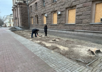 ДЕІ звернеться до прокуратури щодо спиляних в Миколаєві біля міськради ялинок (ФОТО)