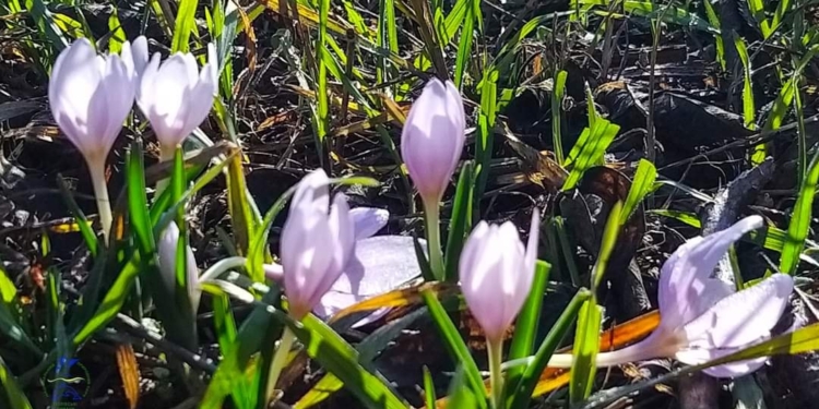 В Одеській області розквітли новорічні квіти (ФОТО)