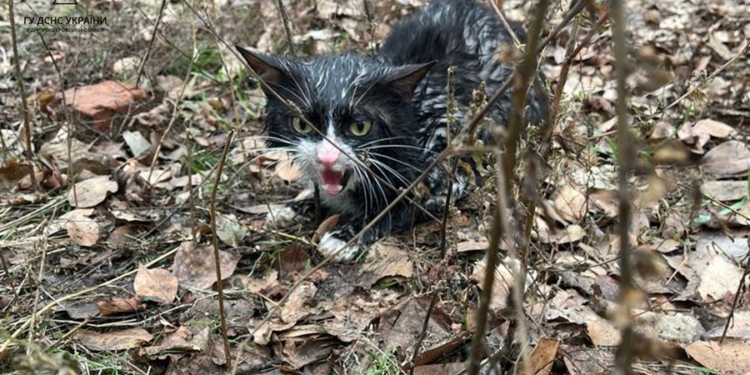 Рятують не тільки людей: завдяки ДСНСникам чотирилапі отримали шанс на життя (ФОТО, ВІДЕО)