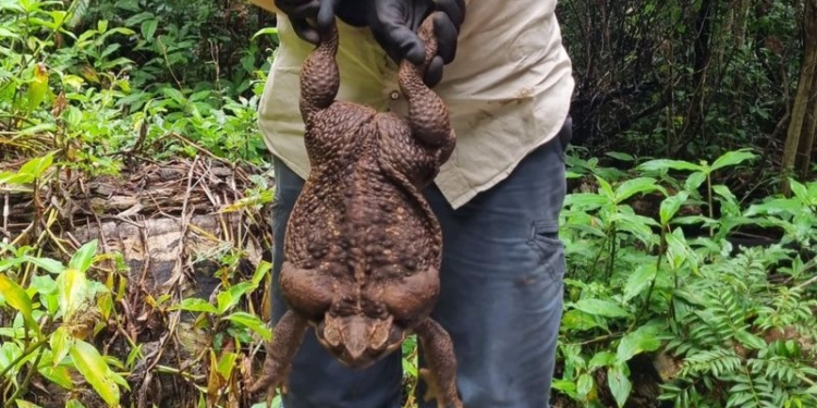 В Австралії спіймали жабу вагою 3 кг (ФОТО, ВІДЕО)