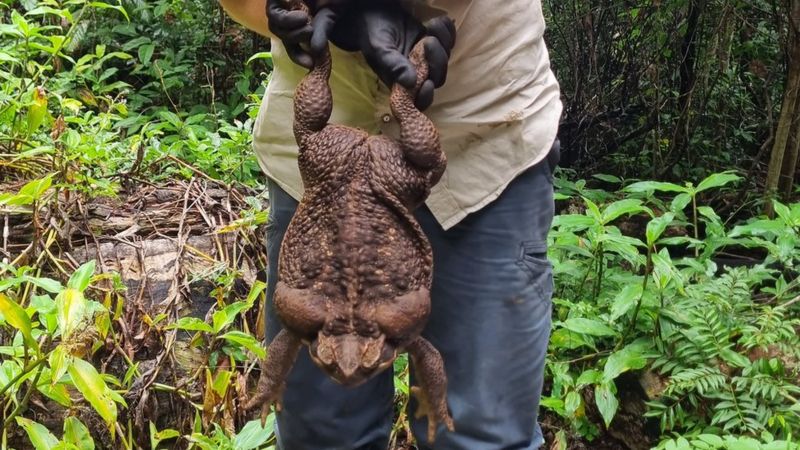В Австралії спіймали жабу вагою 3 кг (ФОТО, ВІДЕО)