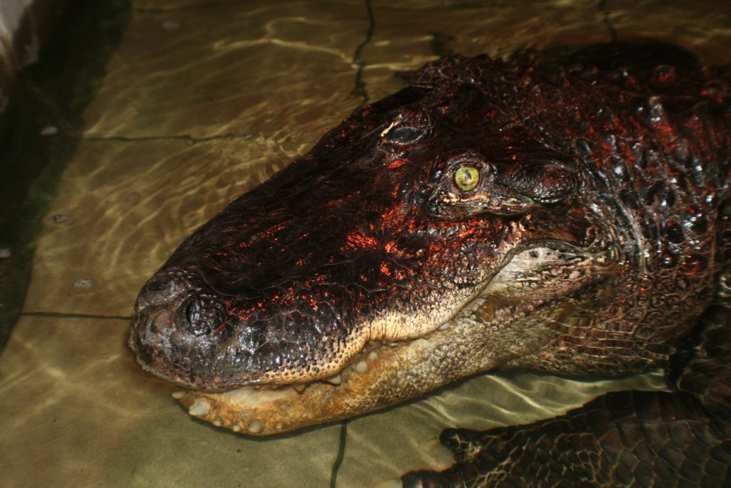 У Миколаївському зоопарку помер довгожитель, який прожив тут більше 70 років, – алігатор Вася (ФОТО) 3