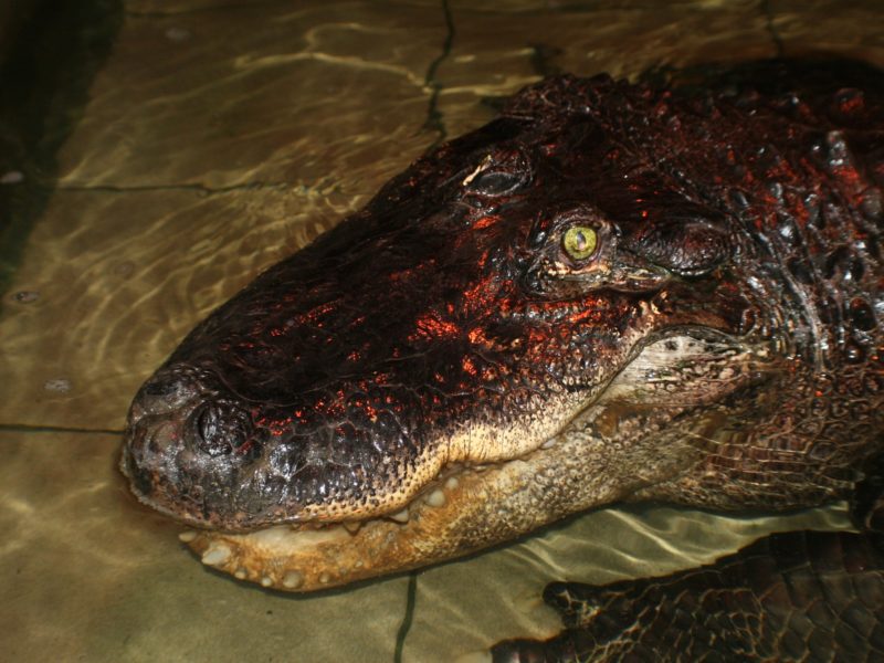 У Миколаївському зоопарку помер довгожитель, який прожив тут більше 70 років, – алігатор Вася (ФОТО)