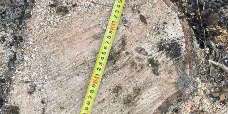 На Миколаївщині скеровано до суду обвинувальні акти щодо двох “чорних лісорубів”