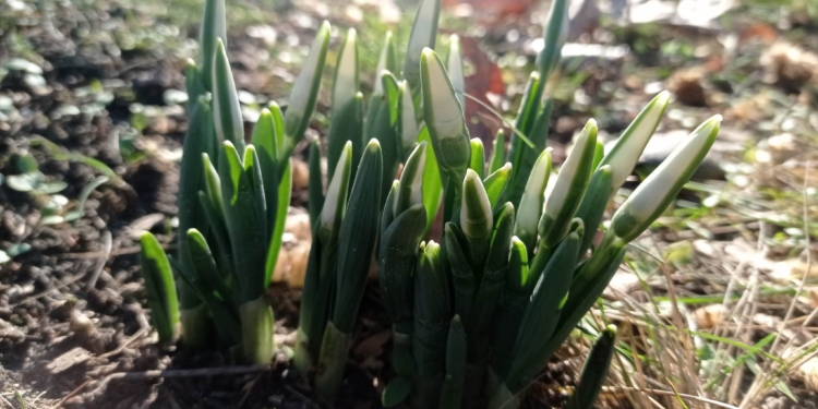 Січневе диво в Миколаївському зоопарку: розцвіли перші проліски (ФОТО)