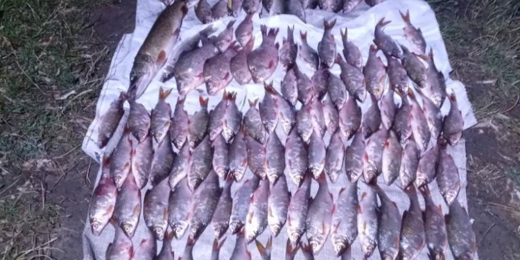 Мешканець Доманівки на Миколаївщині незаконно виловив понад 100 особин риби (ФОТО)