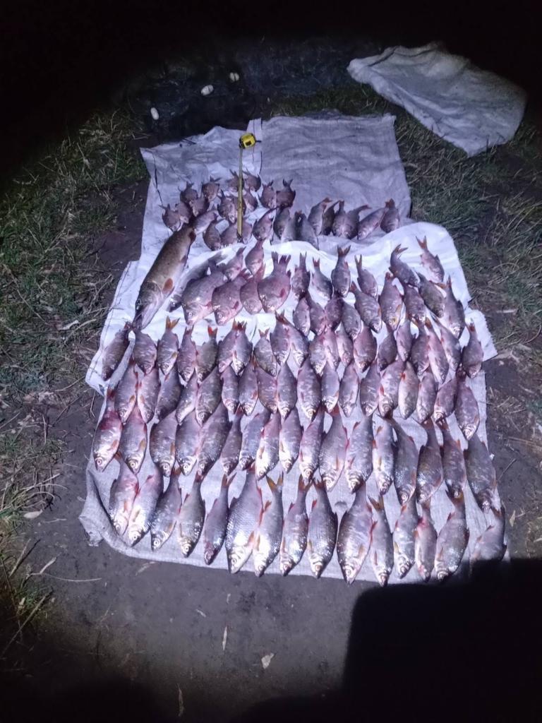 Мешканець Доманівки на Миколаївщині незаконно виловив понад 100 особин риби (ФОТО) 3