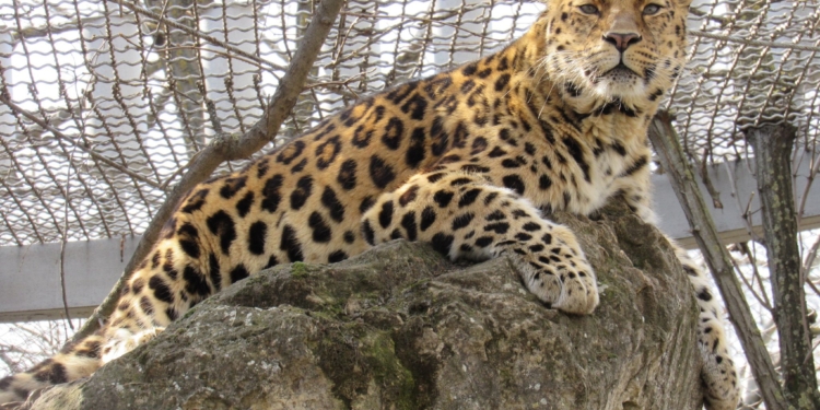 Миколаївський зоопарк показав своїх січневих іменинників (ФОТО)