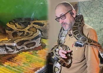 Український військовий врятував 3-метрового пітона з-під палаючого ворожого танка (ФОТО, ВІДЕО)