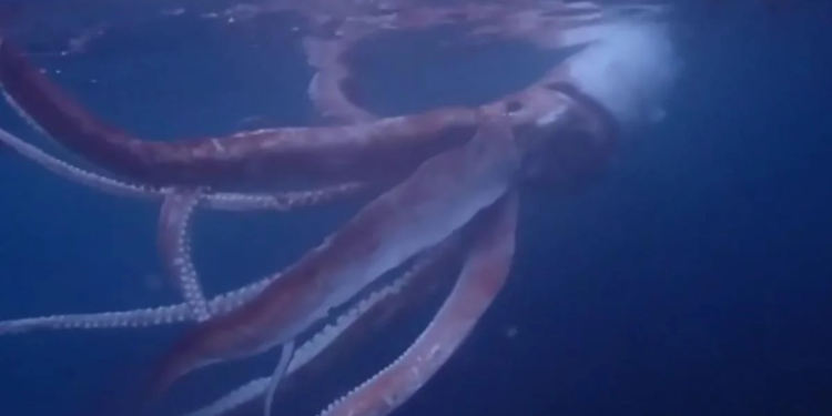 Біля Японії зняли гіганського кальмара (ВІДЕО)