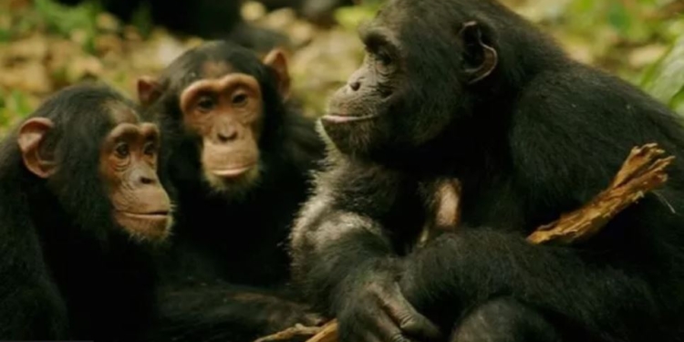 Вчені дійшли висновку, що люди можуть розуміти мавп без слів. Яким чином?