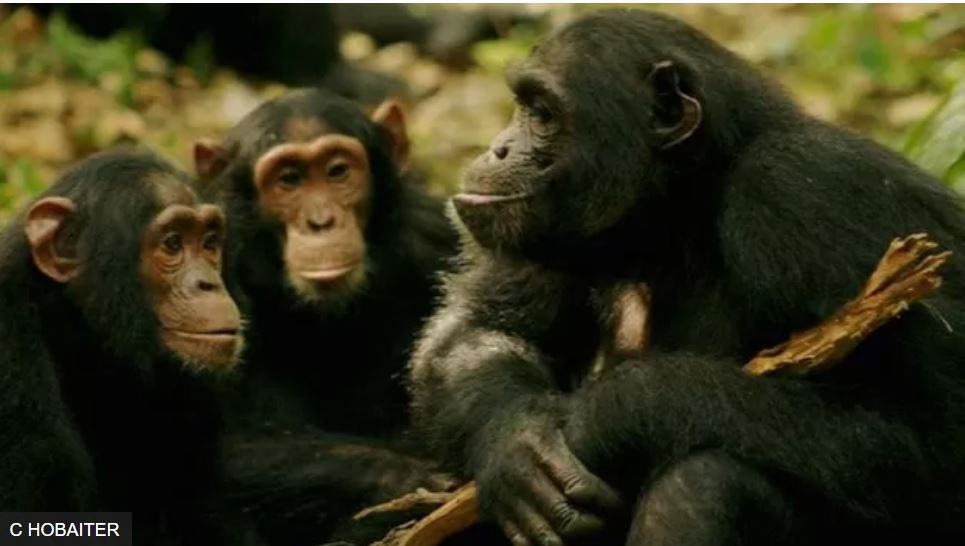 Вчені дійшли висновку, що люди можуть розуміти мавп без слів. Яким чином? 2