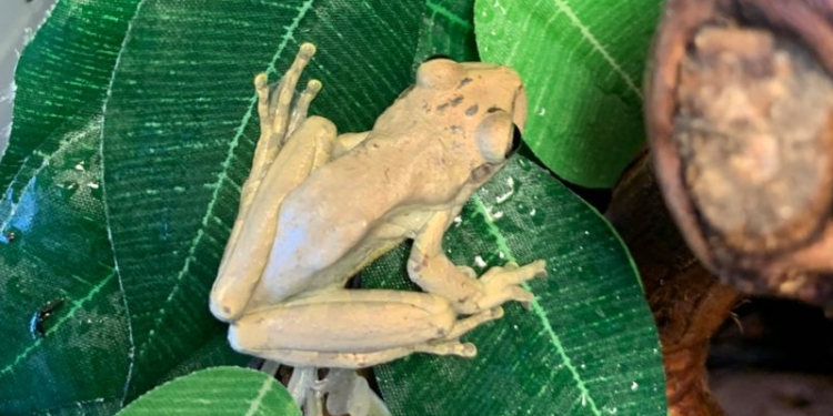 Дивовижні випадки порятунку тварин, які опинились не там через людську недбалість або ні