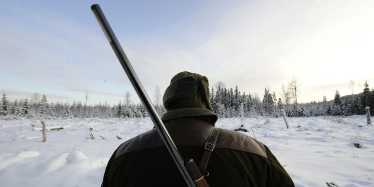 Швеція оголосила велике полювання на вовків – триватиме місяць, в ЄС проти