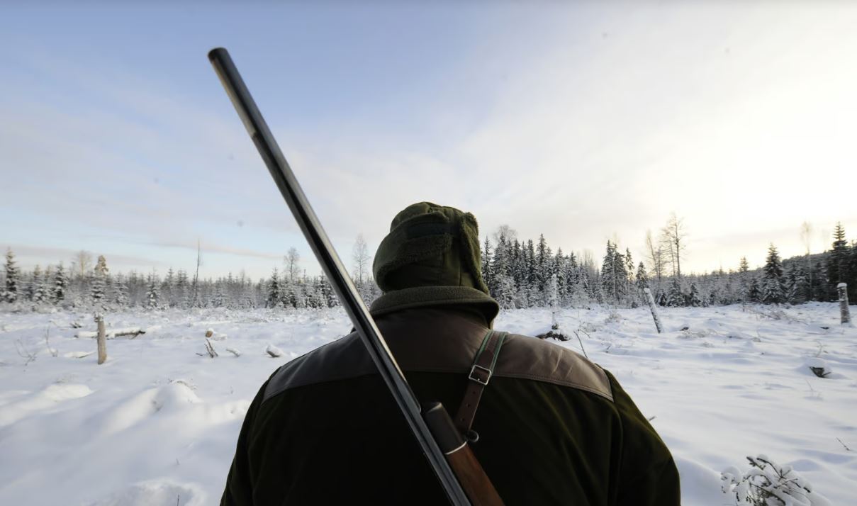 Швеція оголосила велике полювання на вовків – триватиме місяць, в ЄС проти