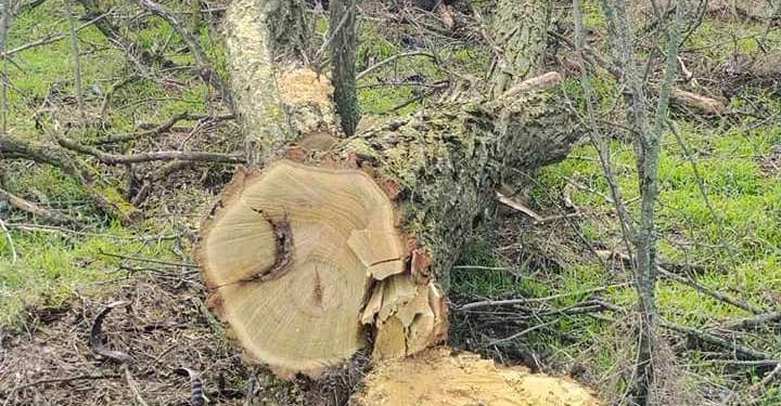 Снігурівка на Миколаївщині залишилась без світла в новорічну ніч через «чорних лісорубів» (ФОТО)